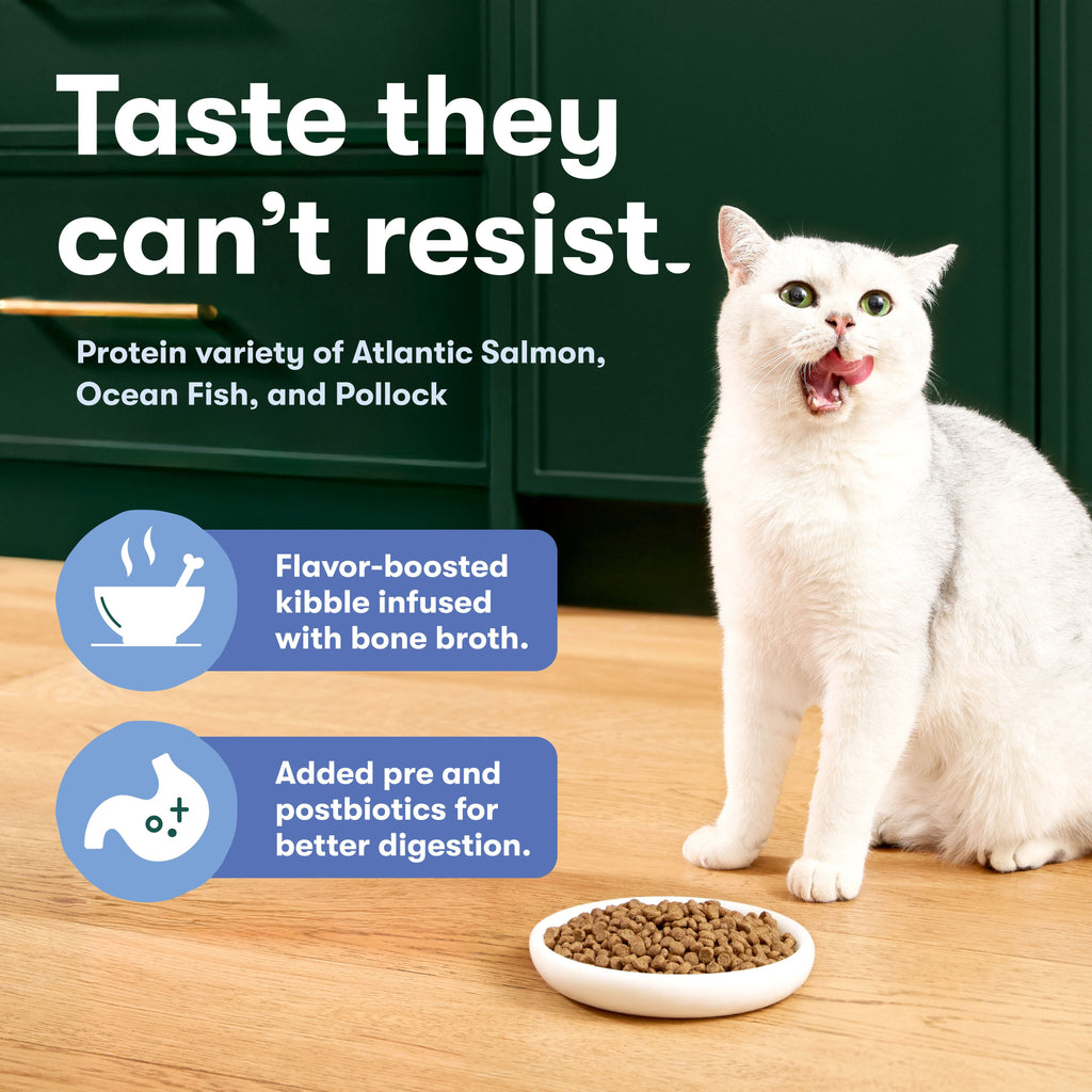 Atlantic Salmon, Ocean Fish, & Pollock Dry Cat Food
