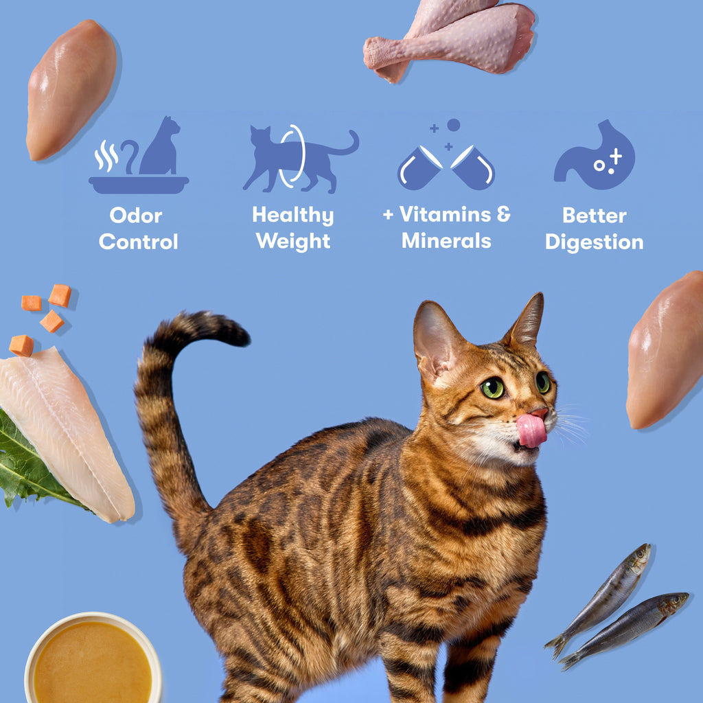 Indoor Cage-Free Chicken, Turkey, and Whitefish Dry Cat Food
