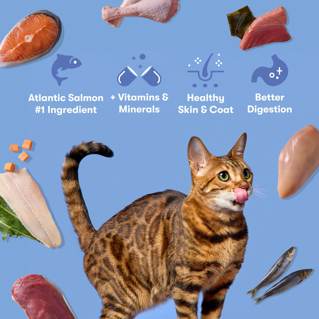 Atlantic Salmon, Ocean Fish, & Pollock Dry Cat Food