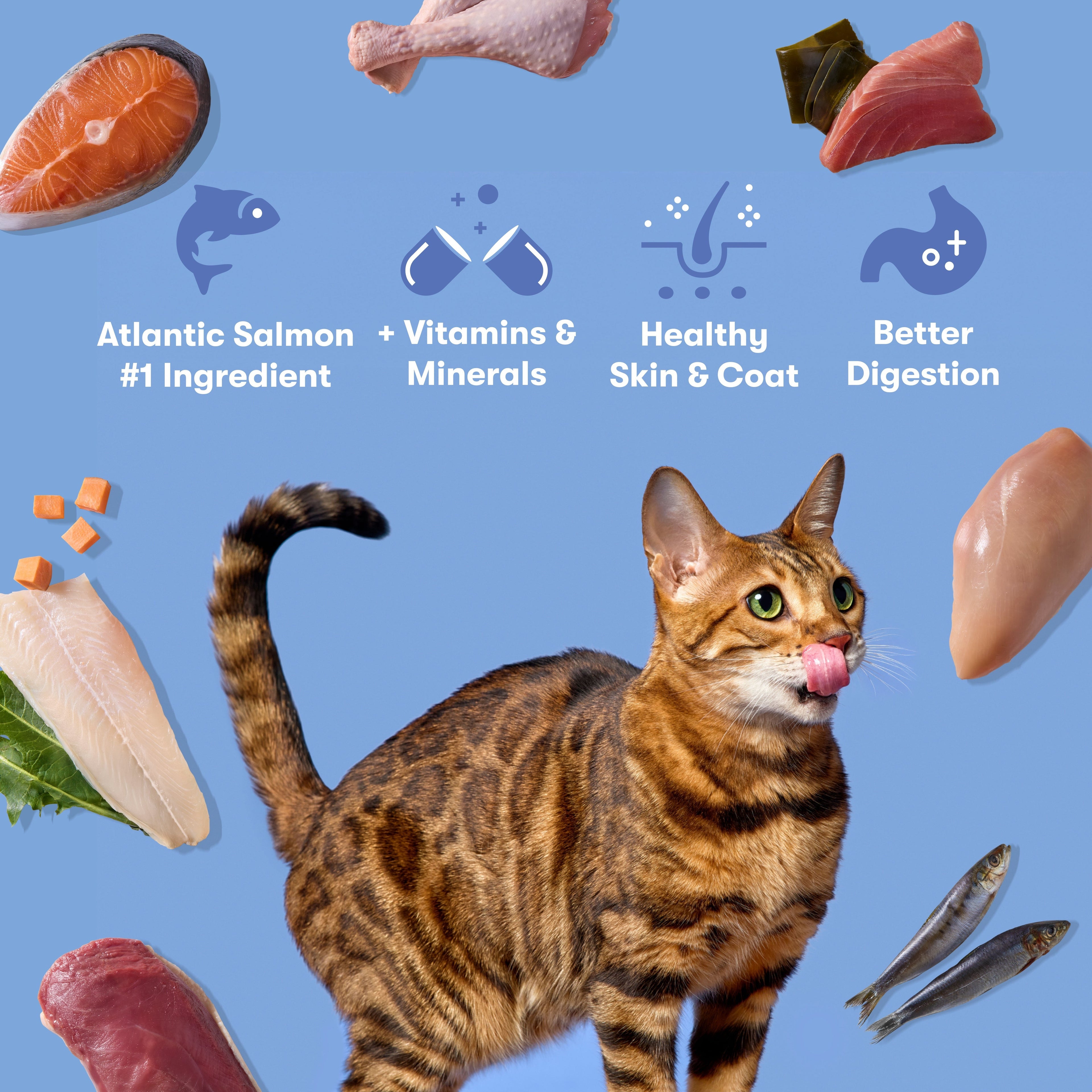 Atlantic Salmon, Ocean Fish, & Pollock Dry Cat Food